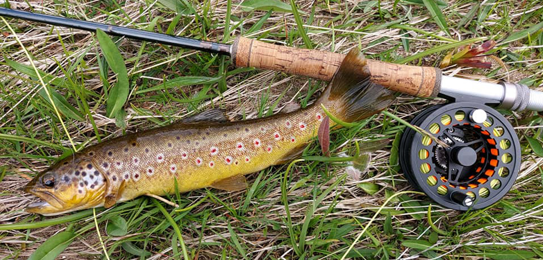 Brown Trout