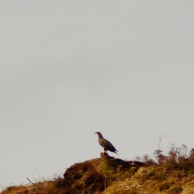 White-Tailed Sea Eagles