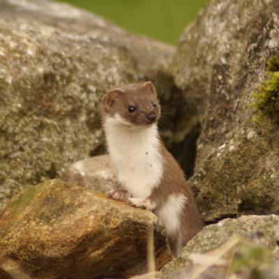 Weasel