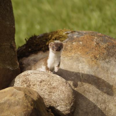 Weasel