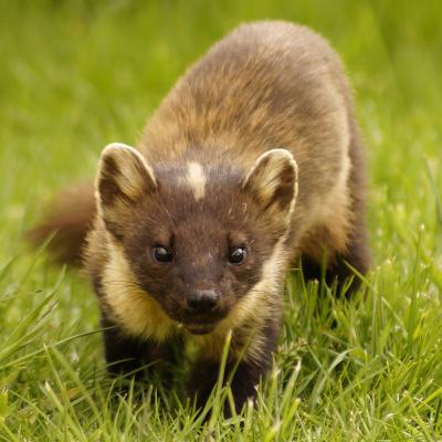 Pine Marten