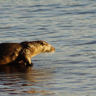 Otter