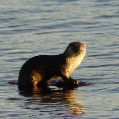 Otter