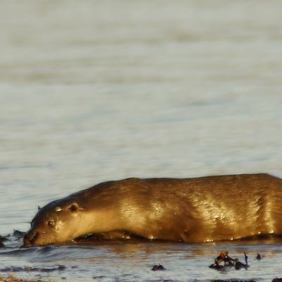 Otter