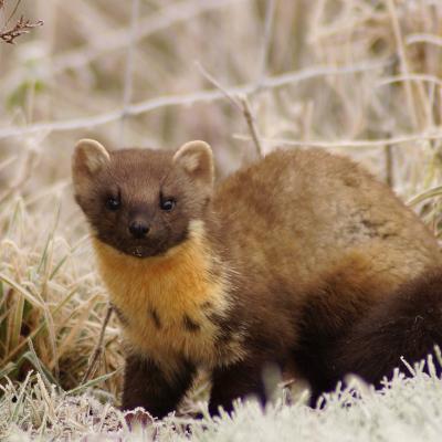 Pine Marten