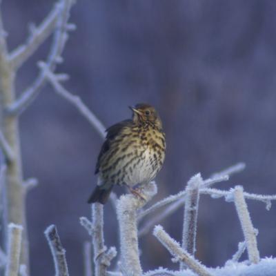 Bird