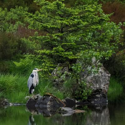 Heron - Photograph by guest Rhys Perry