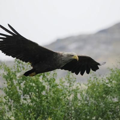 Eagle - Photograph by guest Rhys Perry