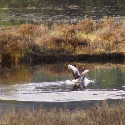 Greylag Goose