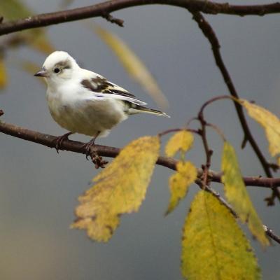 Snow Bunting