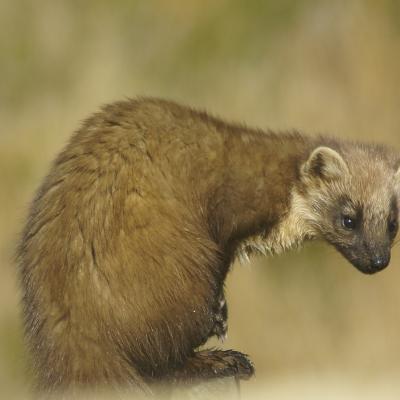 Pine Marten