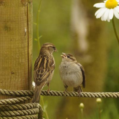 Sparrow Being Fed