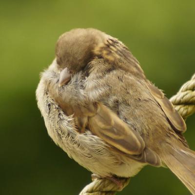 Sleeping Sparrow