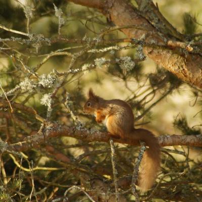 Red Squirrel