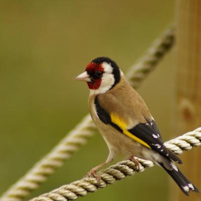 Goldfinch
