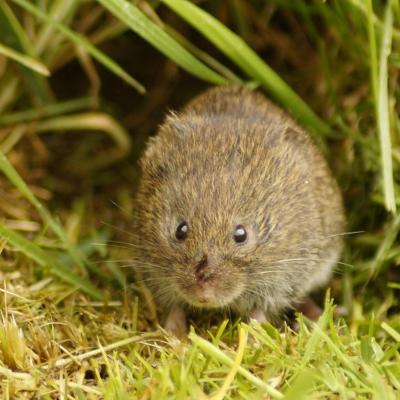 Bank Vole
